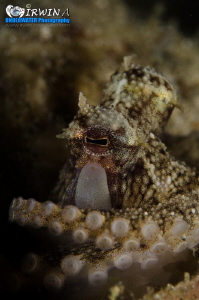 T H E - O C T O P U S
The common octopus, Octopus vulgar... by Irwin Ang 
